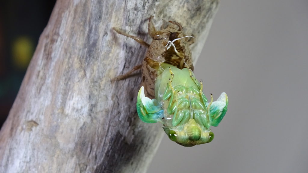 Male Neotibicen tibicen molting 05