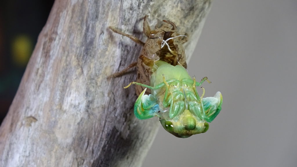 Male Neotibicen tibicen molting 06