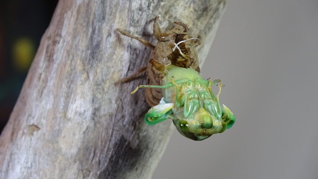 Male Neotibicen tibicen molting 07