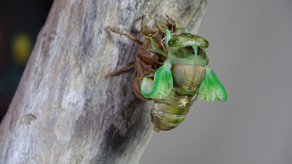 Male Neotibicen tibicen molting 08