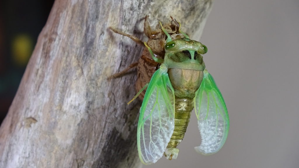 Male Neotibicen tibicen molting 09
