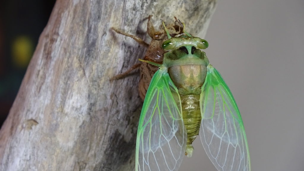 Male Neotibicen tibicen molting 10
