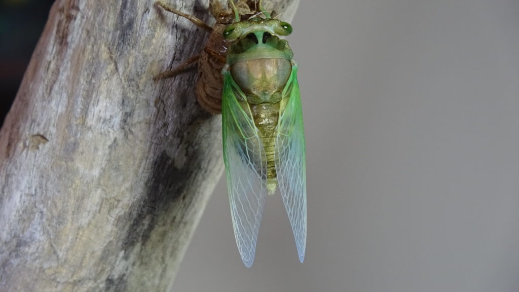 Male Neotibicen tibicen molting 11