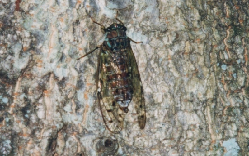 Male Tanna japonensis photo by Osamu Hikino. Japan. 