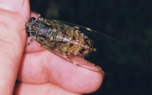 Male Terpnosia nigricosta by Osamu Hikino