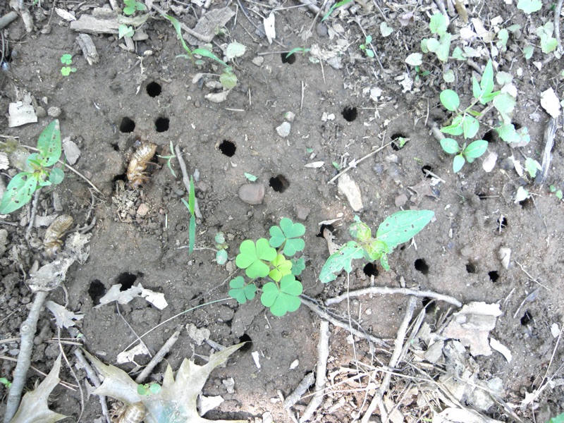 Many Magicicada emergence holes in Edison Memorial Tower park in Edison NJ