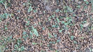 Many Magicicada exuvia and corpses