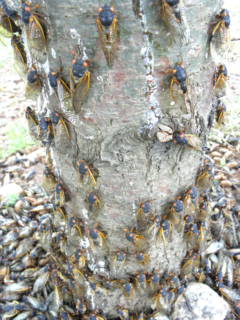 Many Magicicada on a single small tree in Merrill Park in Colonia NJ