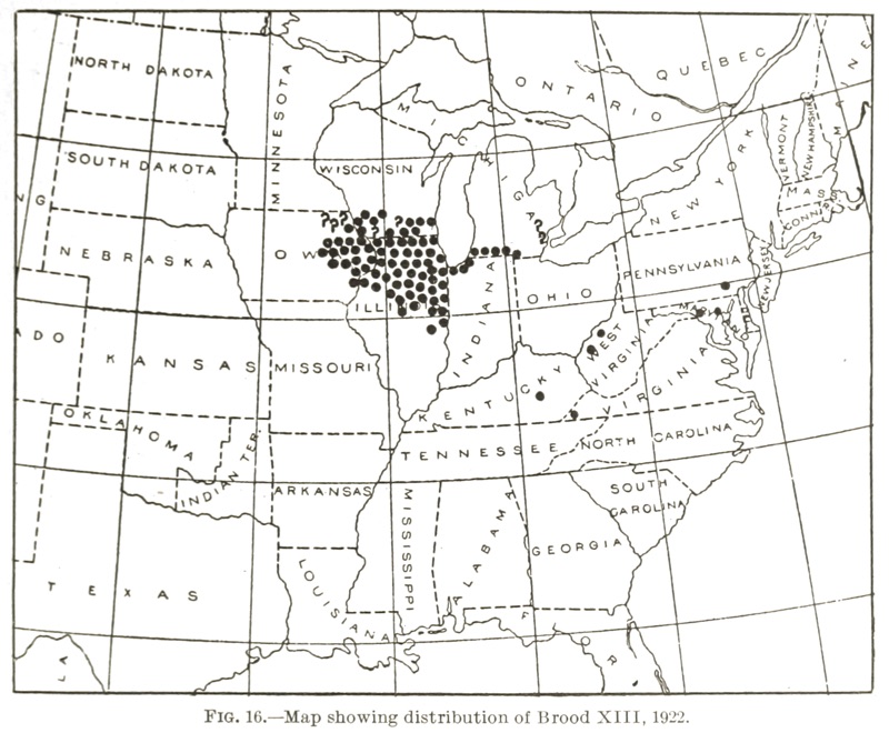 Marlatt 1907 13 Brood XIII