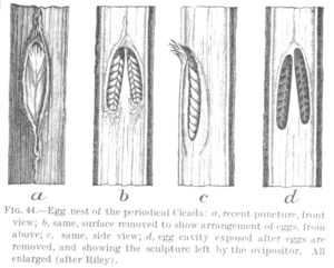 Marlatt 1907 Egg Nest Details