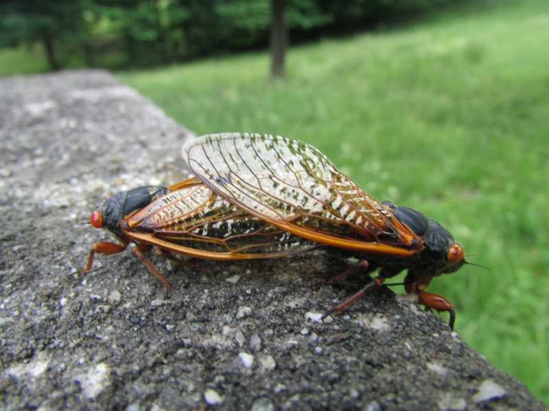 Mating Magicicada by Dani Siddle in Malden on Hudson NY