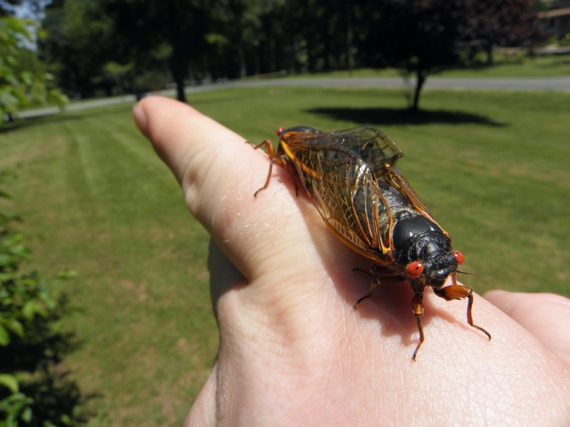 Mating Magicicada in Roosevelt Park NJ