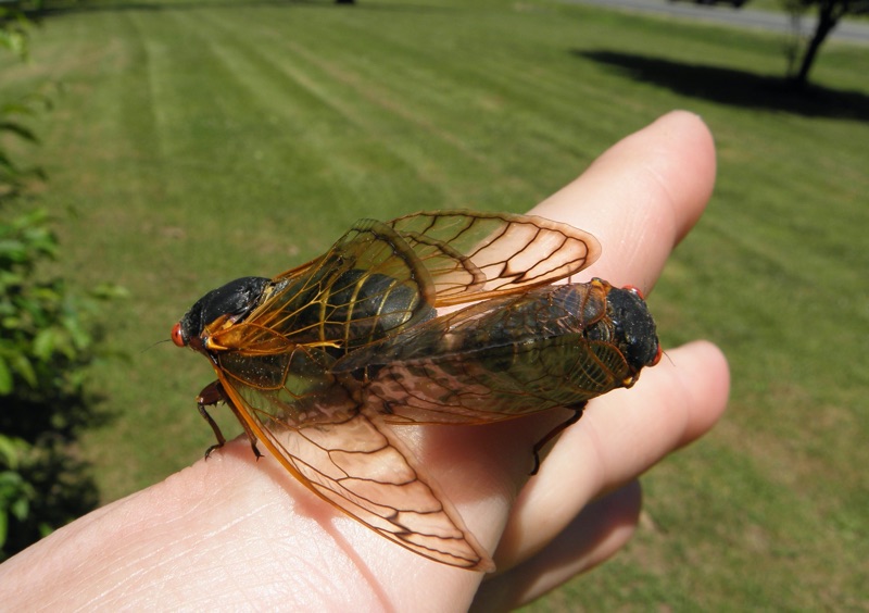 Mating Magicicada in Roosevelt Park in Edison NJ