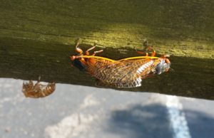 Mating Magicicada septedecim