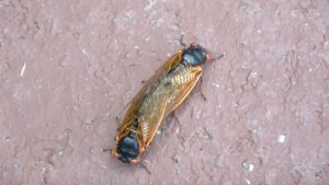 Mating cicadas