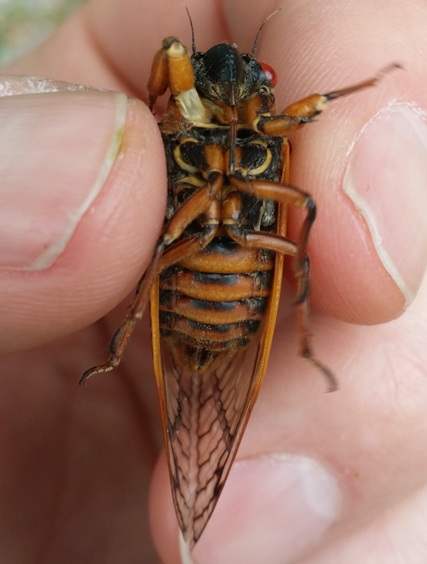 Maybe a Magicicada neotredecim in Illinois