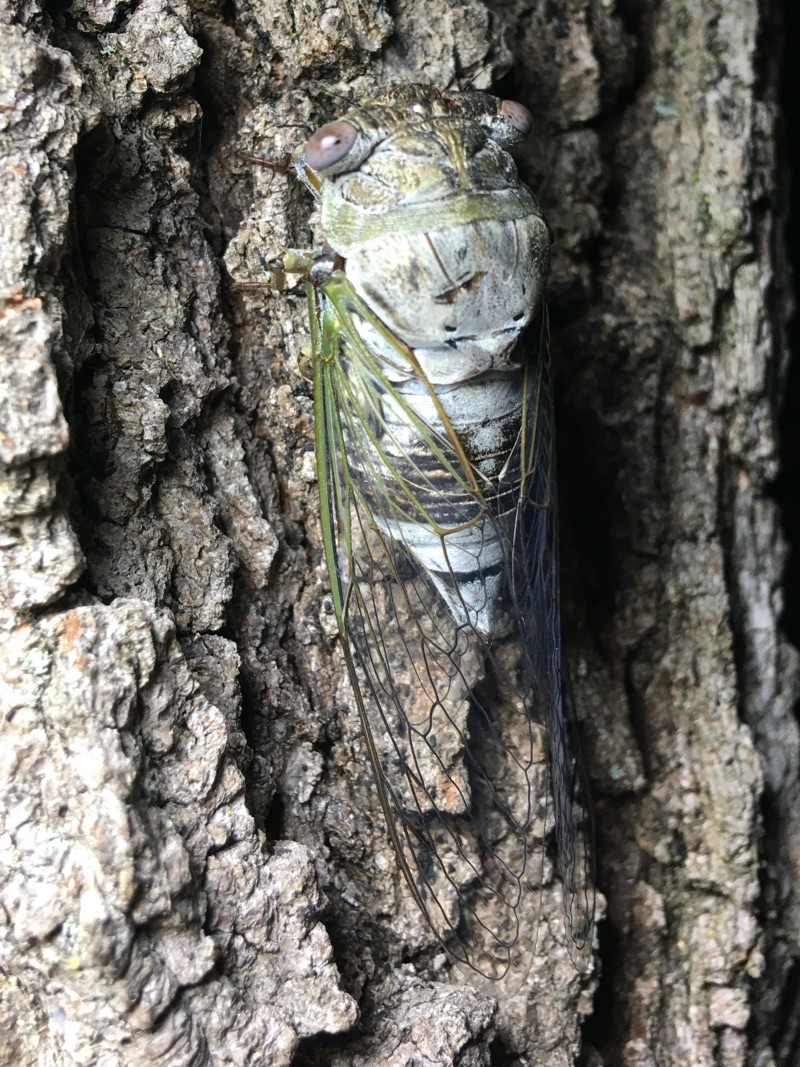 Megatibicen auletes climbing tree