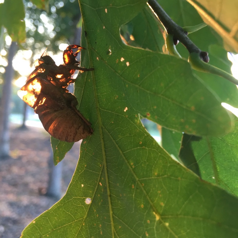 Megatibicen auletes exuvia in Manchester NJ