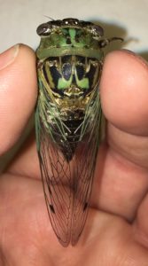 Megatibicen resh adult