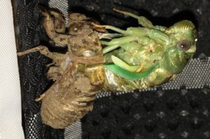 Megatibicen resh molting