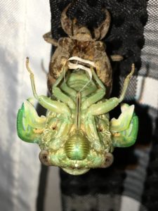 Megatibicen resh molting