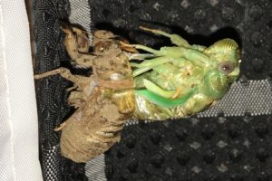 Megatibicen resh molting