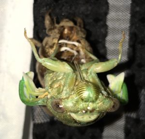 Megatibicen resh molting