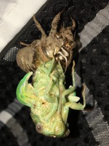 Megatibicen resh molting
