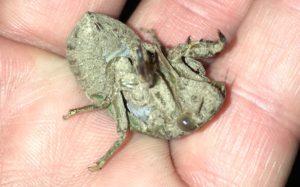 Megatibicen resh nymph
