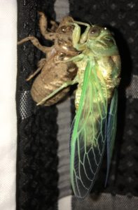 Megatibicen resh spreading wings