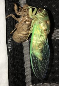 Megatibicen resh wings moved into position