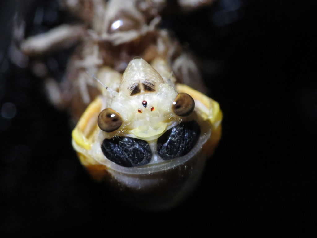Eye Color Cicada Mania