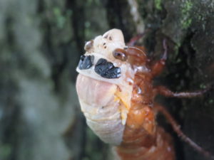 Molting Cicada 2 by Matt Berger