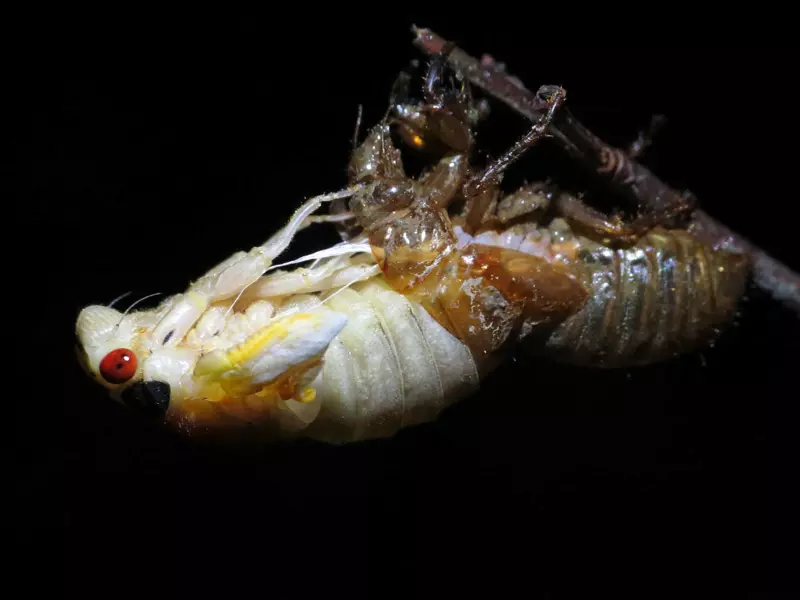 Molting Cicada by Matt Berger