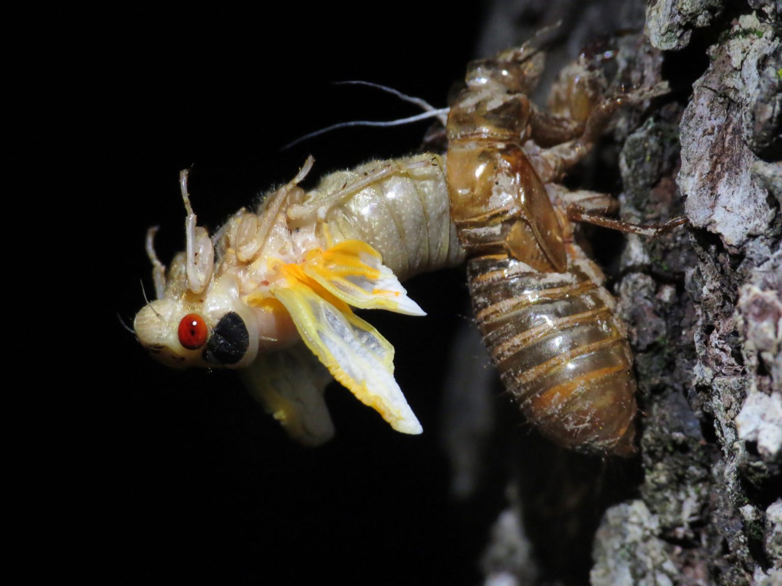 Eye Color Cicada Mania