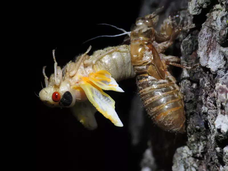 Molting Cicada by Matt Berger