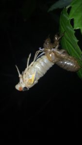 Molting Cicada 5 by Matt Berger