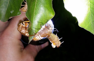 Molting Magicicada