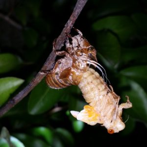 Molting Magicicada