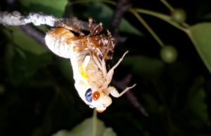 Molting Magicicada