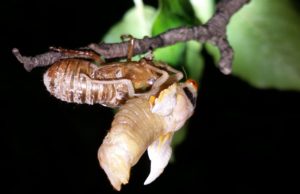 Molting Magicicada
