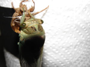 Molting N. tibicen tibicen