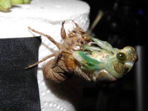 Molting N. tibicen tibicen