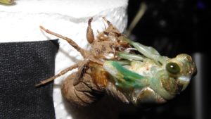 Molting N. tibicen tibicen