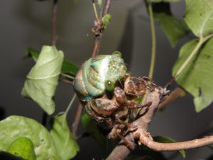Molting N. tibicen tibicen