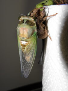 Molting N. tibicen tibicen