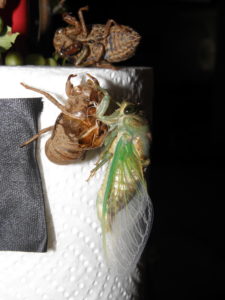 Molting N. tibicen tibicen