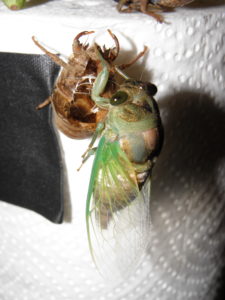 Molting N. tibicen tibicen