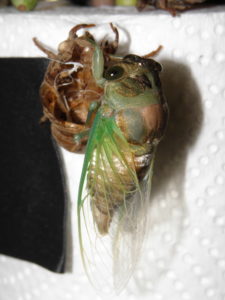 Molting N. tibicen tibicen