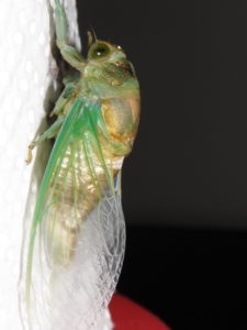 Molting N. tibicen tibicen